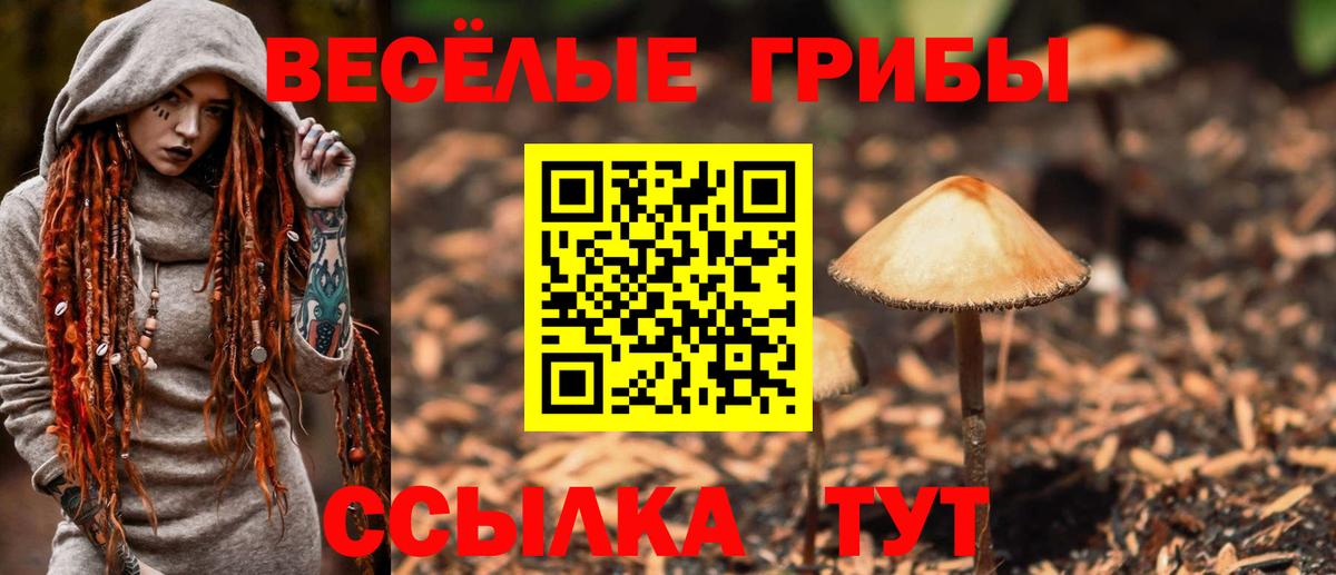 Галлюциногенные грибы Psilocybine cubensis Славгород